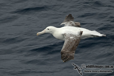 Southern Royal Albatross a3916.jpg