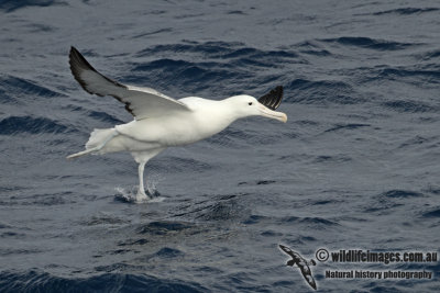 Southern Royal Albatross a3941.jpg