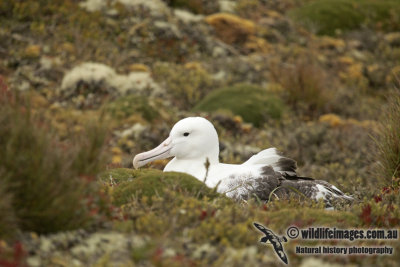Southern Royal Albatross a7972.jpg