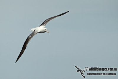 Southern Royal Albatross a9901.jpg