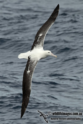 Southern Royal Albatross a9932.jpg