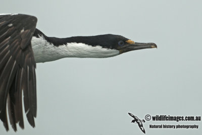 Macquarie Island Imperial Shag a5255.jpg