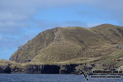 Antipodes Islands a0000.jpg