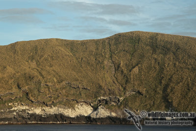 Antipodes Islands a2059.jpg