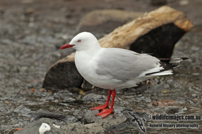 Red-billed Gull a8671.jpg