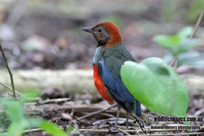 Red-bellied Pitta 1594.jpg