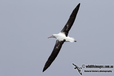 Southern Royal Albatross 3012.jpg
