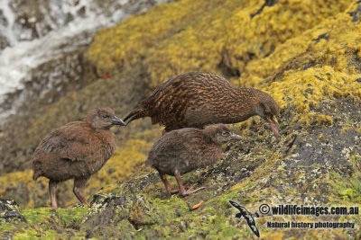 Weka a6709.jpg