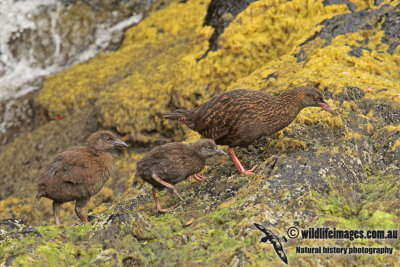 Weka a6714.jpg