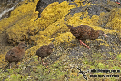 Weka a6719.jpg