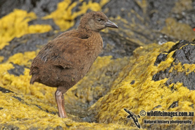 Weka a6790.jpg