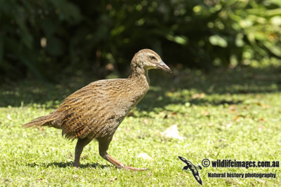 Weka a9444.jpg