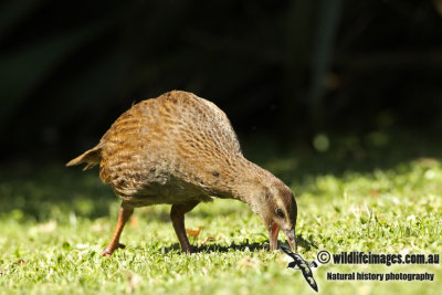 Weka a9851.jpg