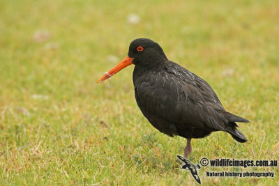 Variable Oystercatcher a0052.jpg