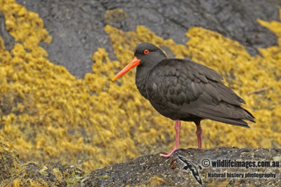 Variable Oystercatcher a6683.jpg