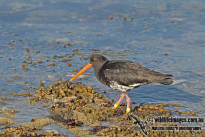 Variable Oystercatcher a8832.jpg