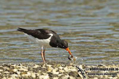 SI Pied Oystercatcher a0459.jpg