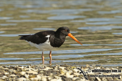 SI Pied Oystercatcher a0473.jpg