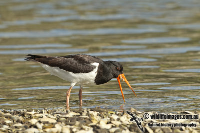 SI Pied Oystercatcher a0481.jpg