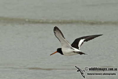 SI Pied Oystercatcher a6992.jpg