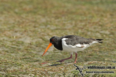 SI Pied Oystercatcher a8849.jpg