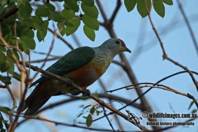 Rose-crowned Fruit-Dove a4909.jpg