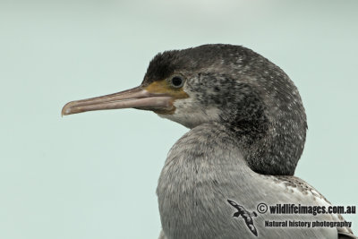 Spotted Shag a8739.jpg