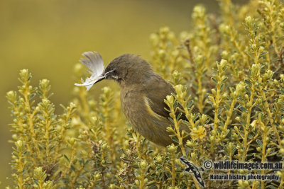 New Zealand Bellbird a5941.jpg