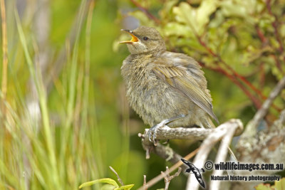 New Zealand Bellbird a6859.jpg