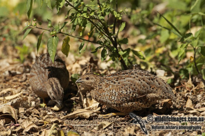 Brown Quail a0185.jpg