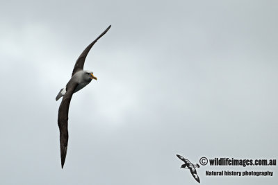 Buller's Albatross a7021.jpg
