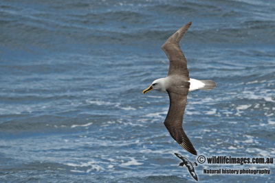 Buller's Albatross a7866.jpg