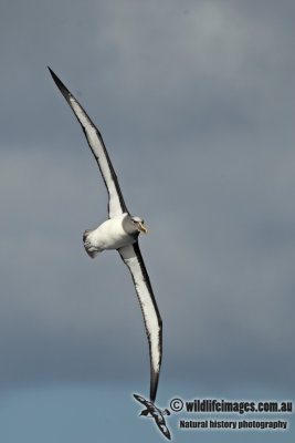 Buller's Albatross a8915.jpg