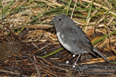 South Island Robin a6815.jpg