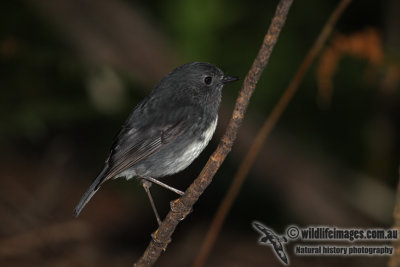 South Island Robin a8206.jpg