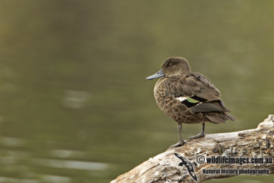 Chestnut Teal a6610.jpg