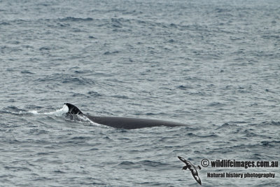 Bryde's Whale a0480.jpg