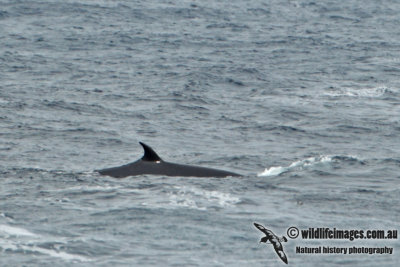 Bryde's Whale a0499.jpg