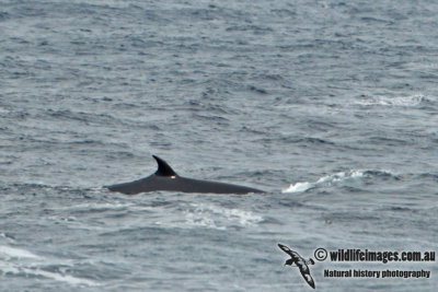 Bryde's Whale