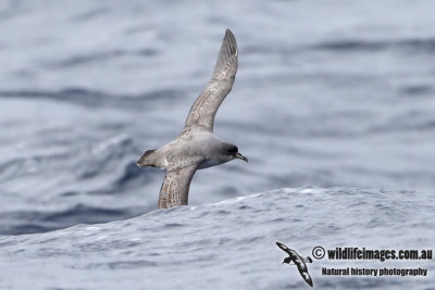 Grey Petrel 2673.jpg