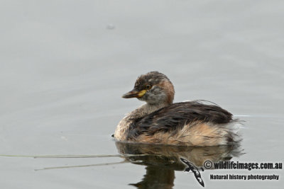 Australasian Grebe a6586.jpg