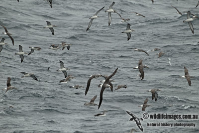 Salvins Albatross a1567.jpg