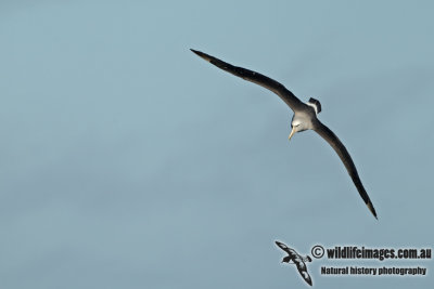 Salvins Albatross a3568.jpg