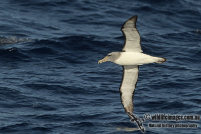 Salvins Albatross a3658.jpg