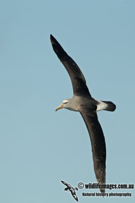 Salvins Albatross a3660.jpg