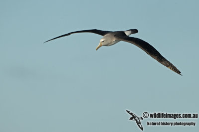 Salvins Albatross a3663.jpg