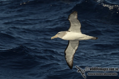 Salvins Albatross a3667.jpg