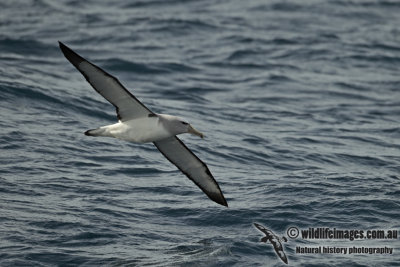 Salvins Albatross a9542.jpg