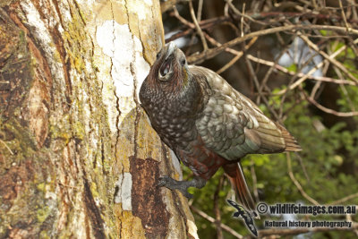 New Zealand Kaka a6822.jpg