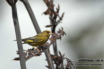 Common Greenfinch a7764.jpg